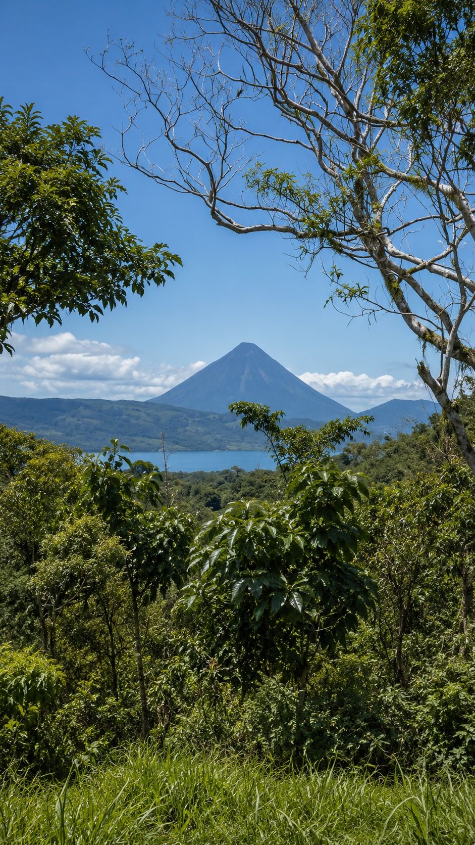 Volcán Arenal seen across the lake, framed by trees on the property